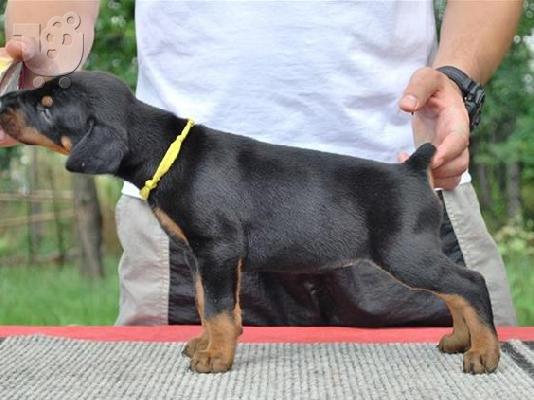 Labrador καθαροαιμα κουταβακια απο γονεις με pedigree ΑΘΗΝΑ ΚΡΗΤΗ 6979314054...
